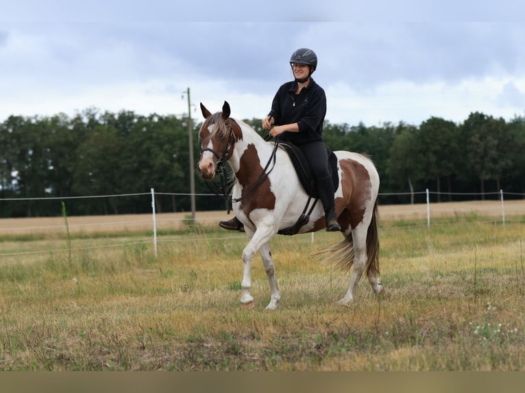 Rocky Mountain Horse Mix Merrie 7 Jaar 148 cm Gevlekt-paard in Ribbesbüttel