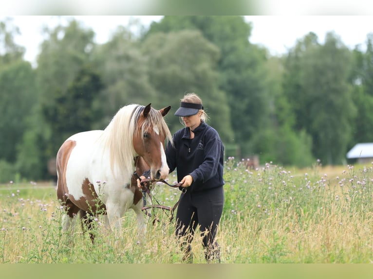 Rocky Mountain Horse Mix Merrie 7 Jaar 148 cm Gevlekt-paard in Ribbesbüttel