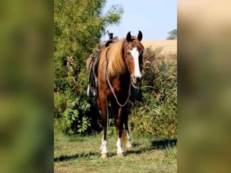 Rocky Mountain Horse Merrie 7 Jaar 152 cm Roodvos in Charleston