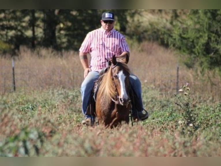 Rocky Mountain Horse Merrie 7 Jaar 152 cm Roodvos in Charleston