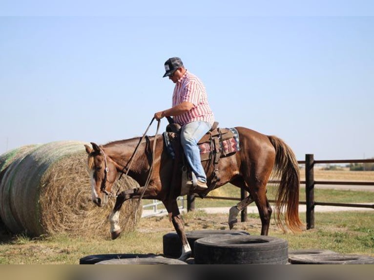 Rocky Mountain Horse Merrie 7 Jaar 152 cm Roodvos in Charleston