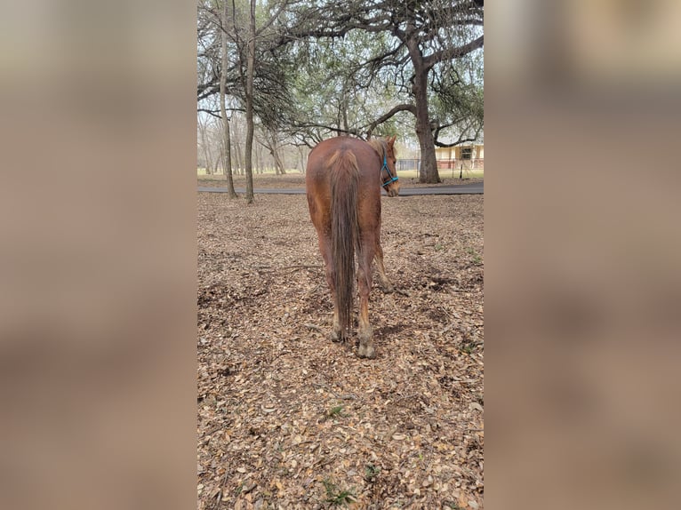 Rocky Mountain Horse Merrie 8 Jaar 152 cm Roodvos in Salado