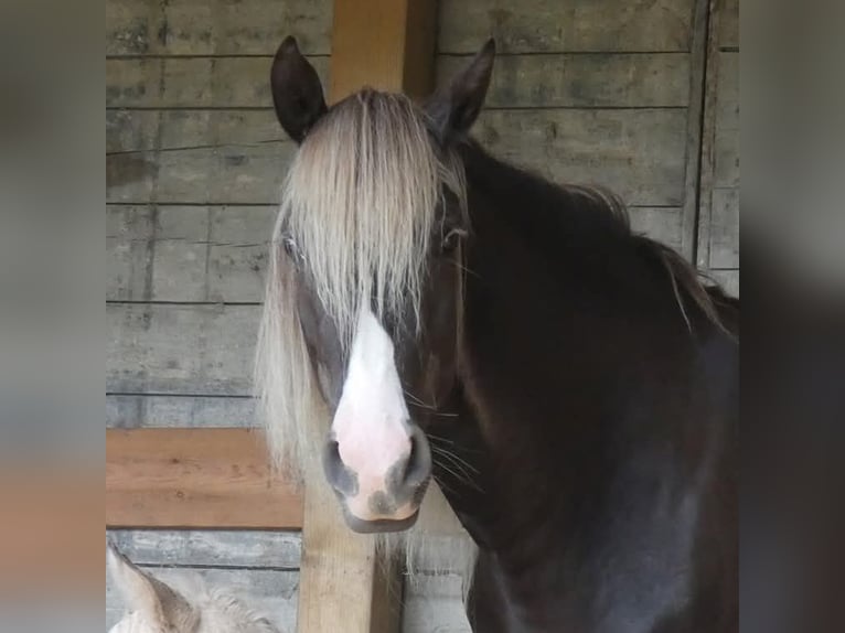 Rocky Mountain Horse Merrie 9 Jaar 148 cm in Bousval