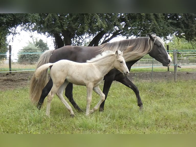 Rocky Mountain Horse Merrie 9 Jaar 148 cm in Bousval