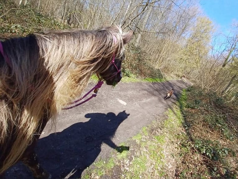Rocky Mountain Horse Merrie 9 Jaar 148 cm in Bousval