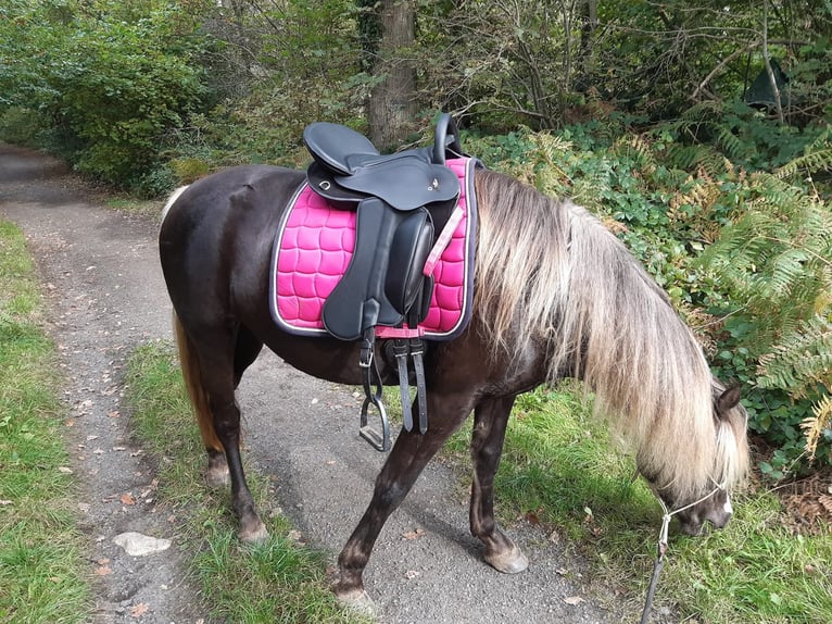 Rocky Mountain Horse Merrie 9 Jaar 148 cm in Bousval