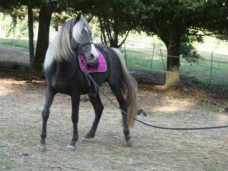Rocky Mountain Horse Merrie 9 Jaar 148 cm in Bousval