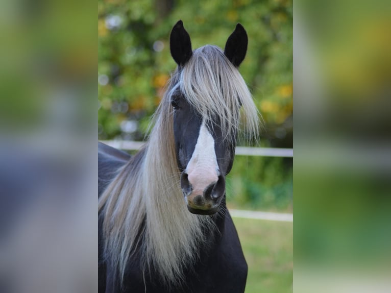 Rocky Mountain Horse Merrie 9 Jaar 148 cm in Bousval