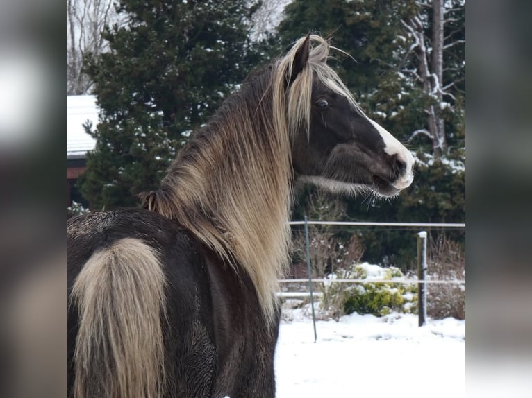 Rocky Mountain Horse Merrie 9 Jaar 148 cm in Bousval