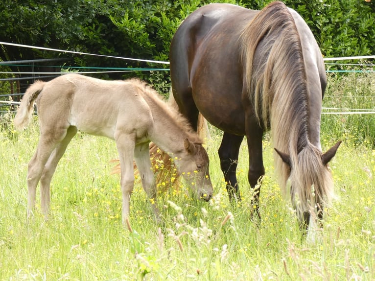 Rocky Mountain Horse Merrie 9 Jaar 148 cm in Bousval