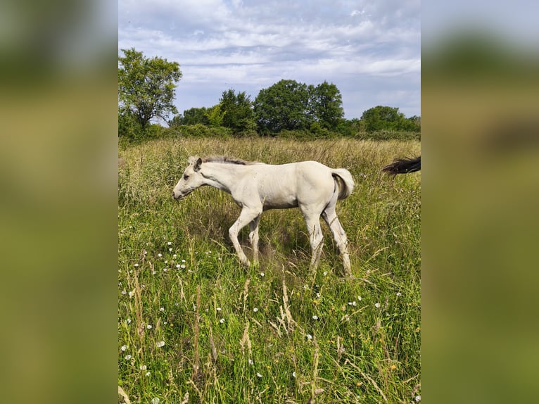 Rocky Mountain Horse Merrie Veulen (05/2026) Buckskin in Briantes
