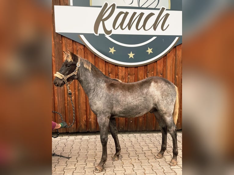 Rocky Mountain Horse Ogier 1 Rok 154 cm Gniadodereszowata in Petersberg