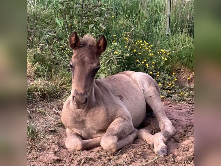 Rocky Mountain Horse Ogier 1 Rok 154 cm Gniadodereszowata in Petersberg