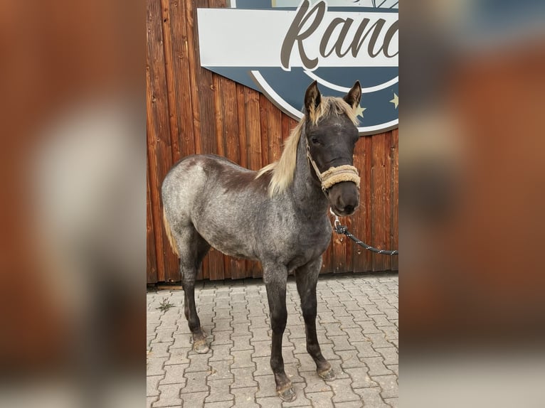 Rocky Mountain Horse Ogier 1 Rok 154 cm Gniadodereszowata in Petersberg