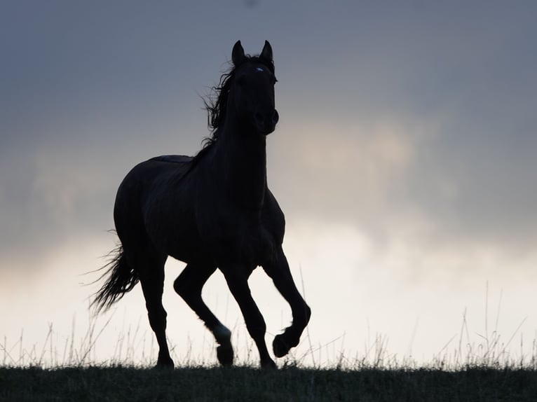 Rocky Mountain Horse Ogier 4 lat 160 cm Grullo in Bad Hersfeld