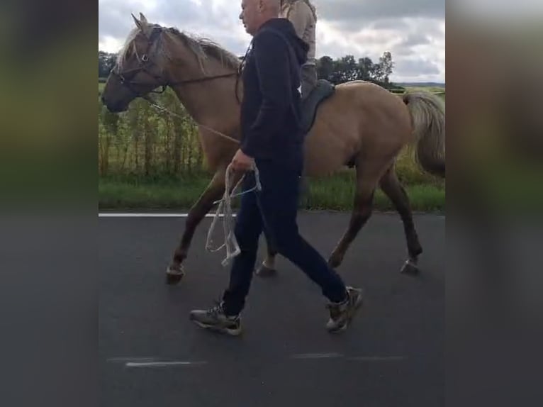 Rocky Mountain Horse Ogier 6 lat 156 cm in Alkmaar