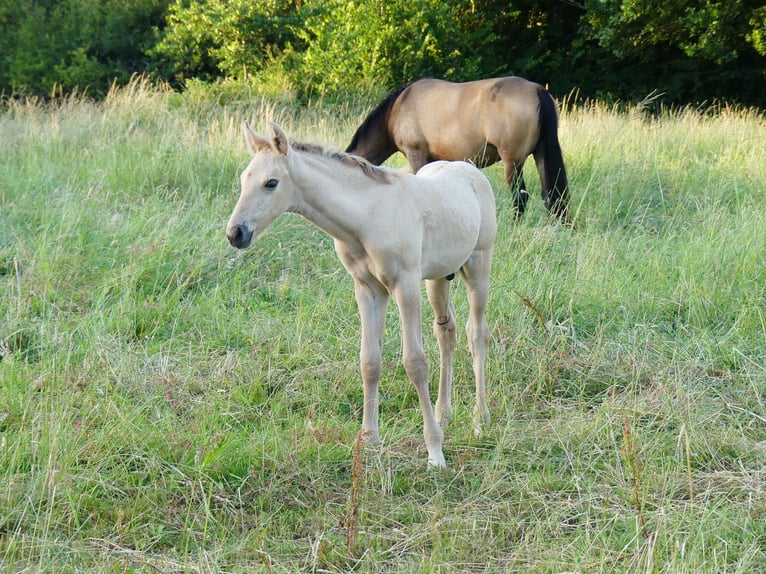 Rocky Mountain Horse Ogier Źrebak (05/2026) Jelenia in Briantes
