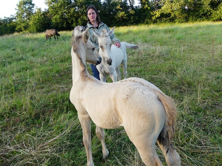 Rocky Mountain Horse Ogier Źrebak (05/2026) Jelenia in Briantes