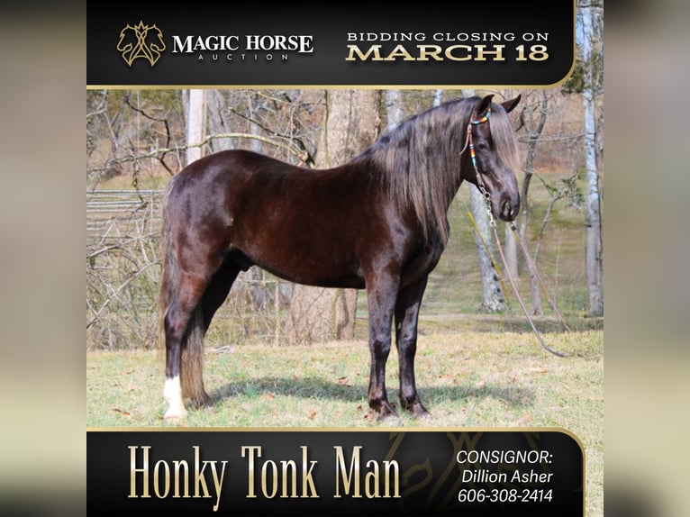 Rocky Mountain Horse Ruin 10 Jaar 142 cm Bruin in Mount Vernon