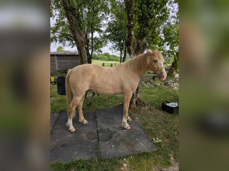 Rocky Mountain Horse Ruin 10 Jaar 155 cm Champagne in Montaigu-de-Quercy