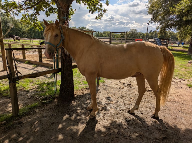 Rocky Mountain Horse Ruin 10 Jaar 155 cm Champagne in Montaigu-de-Quercy