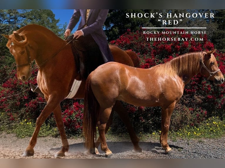 Rocky Mountain Horse Ruin 11 Jaar 147 cm Roodvos in Sebastopol, CA