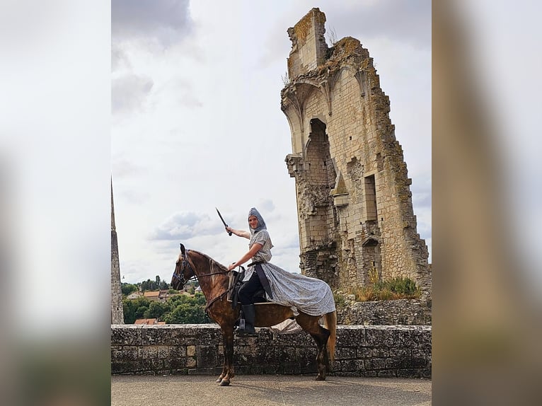 Rocky Mountain Horse Ruin 11 Jaar 154 cm Bruin in Bad Hersfeld