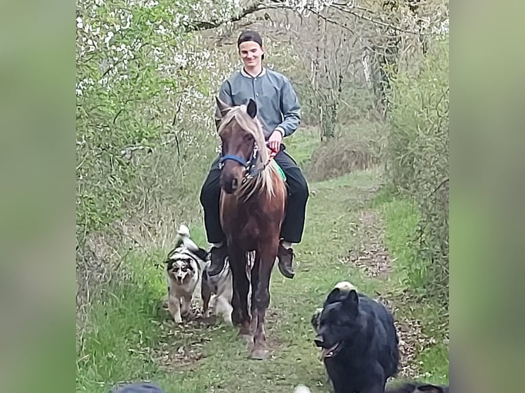 Rocky Mountain Horse Ruin 11 Jaar 154 cm Bruin in Bad Hersfeld