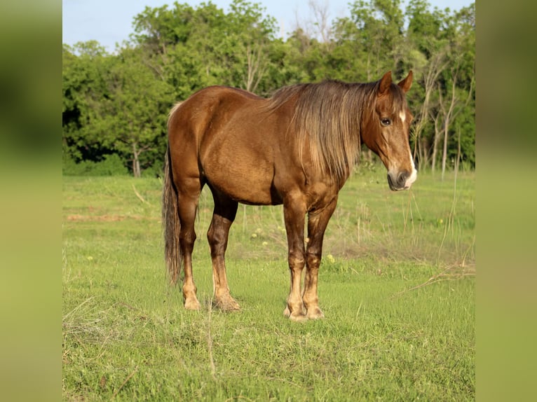 Rocky Mountain Horse Ruin 14 Jaar 142 cm Palomino in Poolville