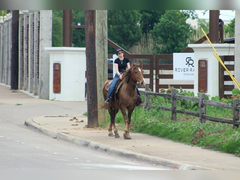 Rocky Mountain Horse Ruin 14 Jaar 152 cm Palomino in Poolville