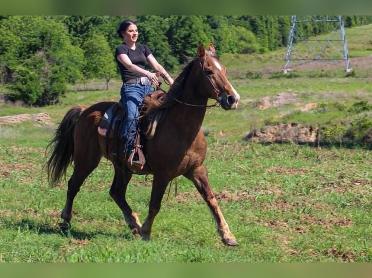 Rocky Mountain Horse Ruin 14 Jaar 152 cm Palomino in Poolville