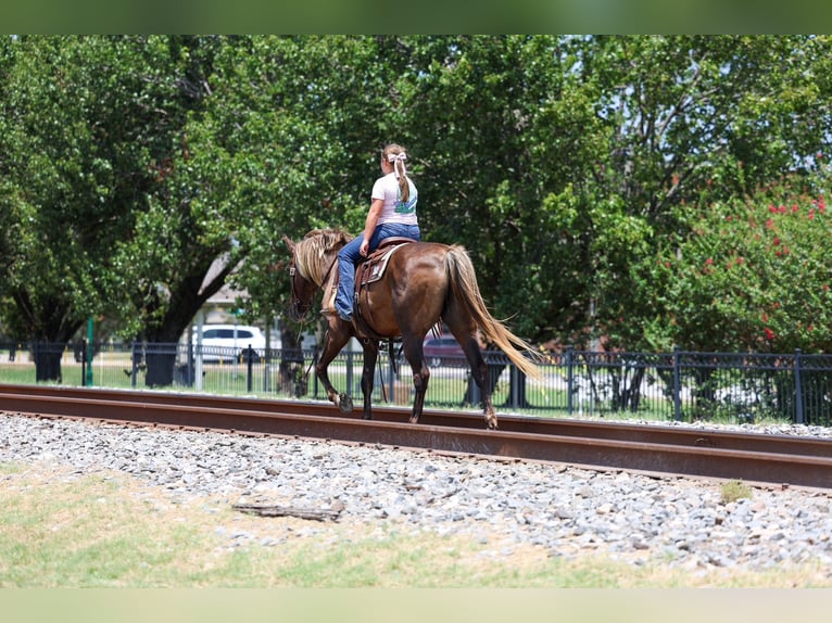 Rocky Mountain Horse Ruin 15 Jaar Bruin in Terrell