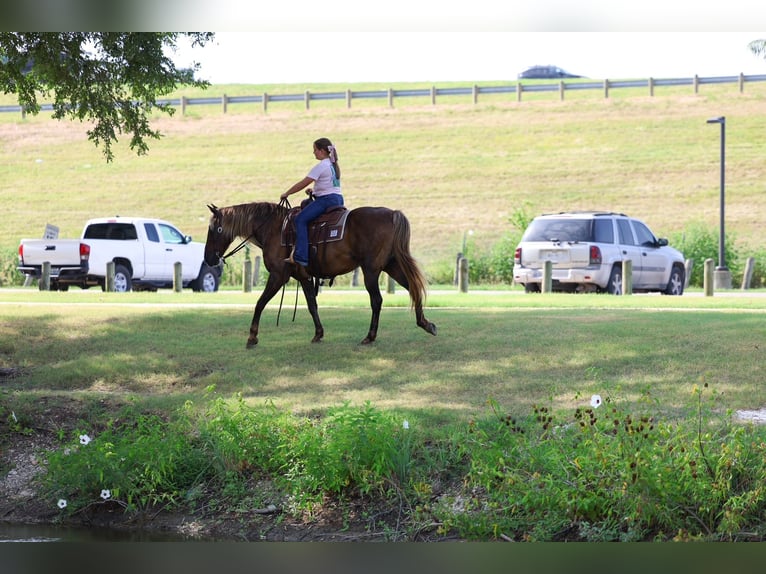 Rocky Mountain Horse Ruin 15 Jaar Bruin in Terrell