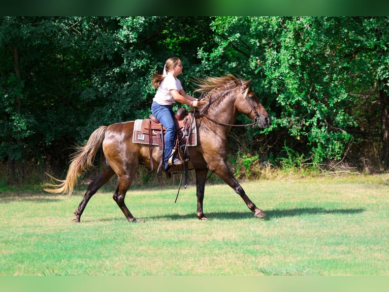 Rocky Mountain Horse Ruin 15 Jaar Bruin in Terrell