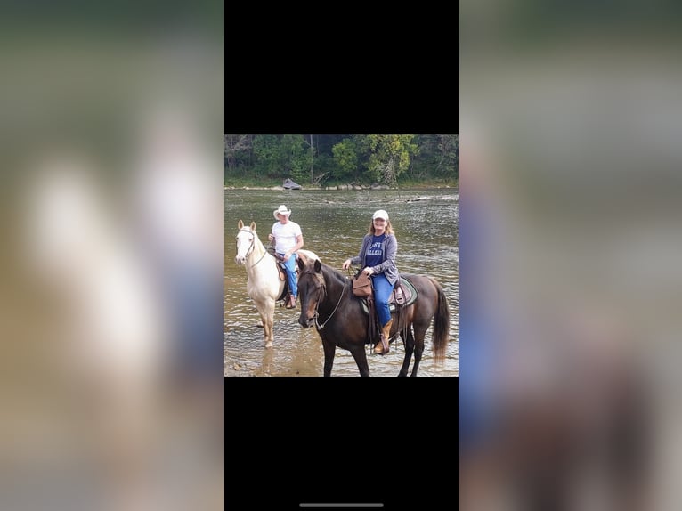 Rocky Mountain Horse Ruin 18 Jaar 152 cm Bruin in Hesperia, Michigan