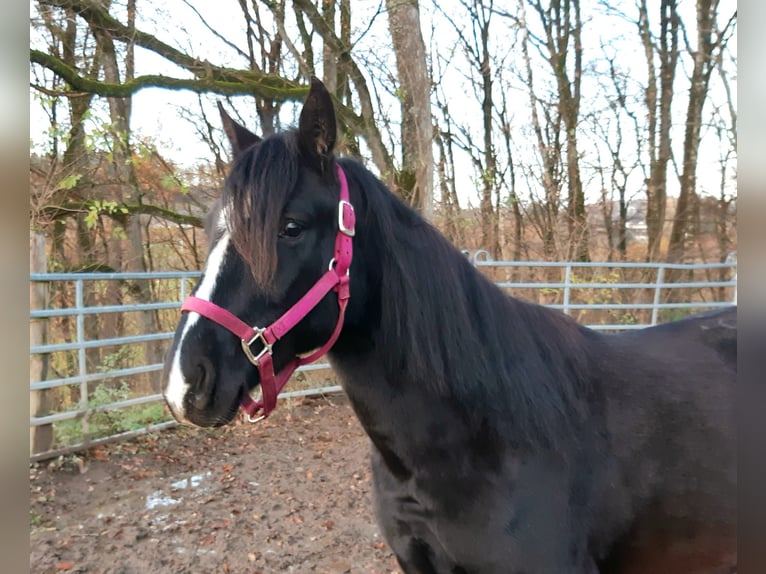 Rocky Mountain Horse Mix Ruin 2 Jaar 152 cm Zwart in Morsbach