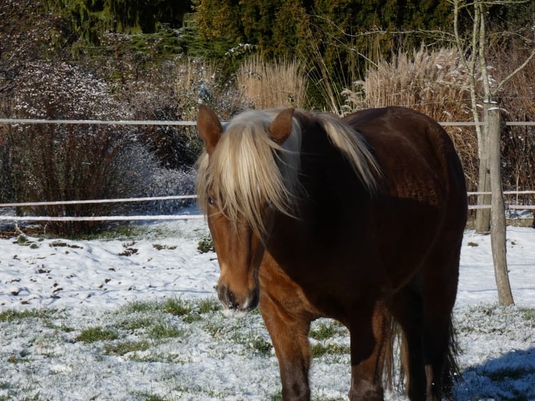 Rocky Mountain Horse Ruin 4 Jaar 150 cm Roodbruin in Genappe