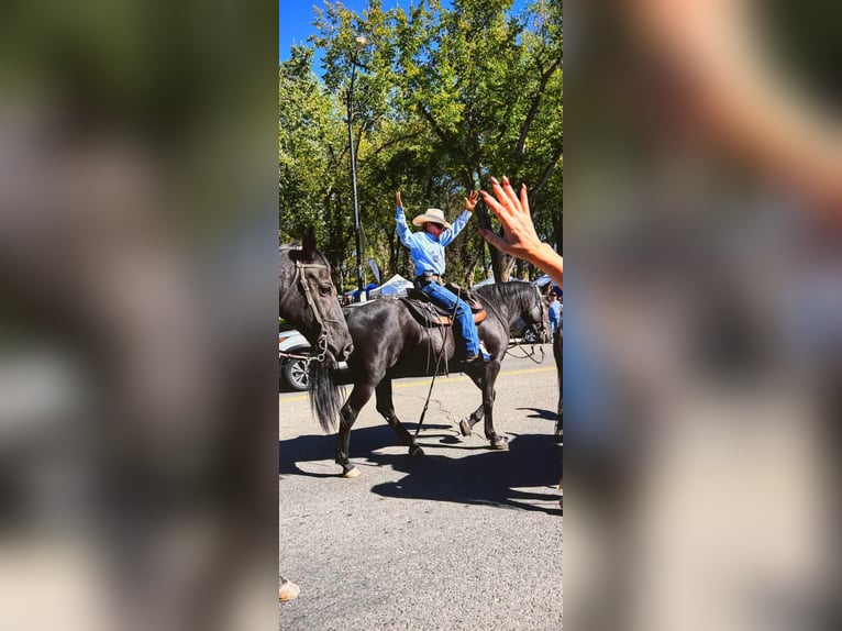 Rocky Mountain Horse Ruin 4 Jaar 152 cm Bruin in Chino Valley