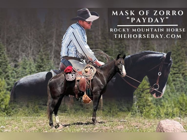 Rocky Mountain Horse Ruin 4 Jaar 163 cm Bruin in Lapoint, UT