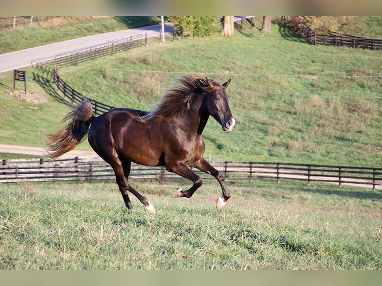 Rocky Mountain Horse Ruin 5 Jaar 163 cm Bruin in Paris, KY