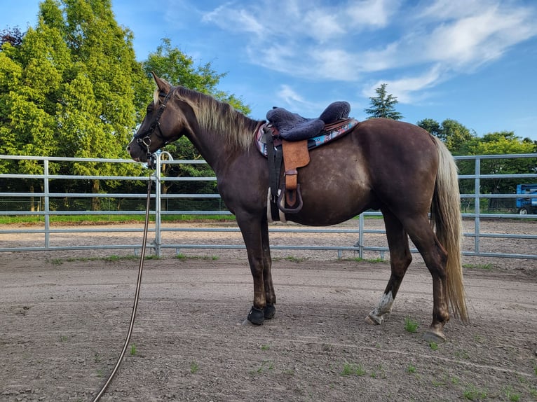 Rocky Mountain Horse Ruin 7 Jaar 158 cm  in Wanroij