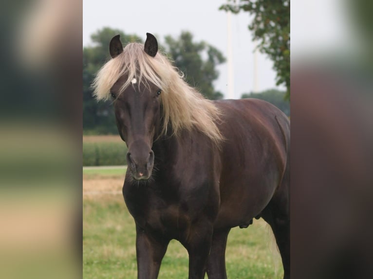 Rocky Mountain Horse Semental 14 años 150 cm  in Sendenhorst