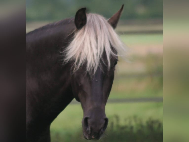Rocky Mountain Horse Semental 14 años 150 cm  in Sendenhorst