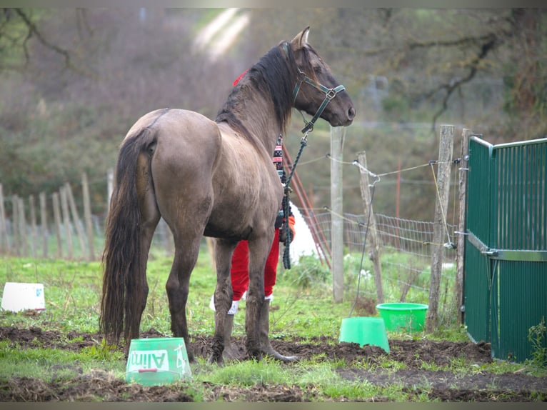 Rocky Mountain Horse Semental 4 años 160 cm Grullo in Bad Hersfeld