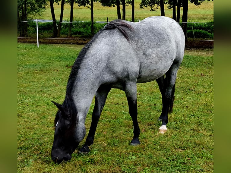 Rocky Mountain Horse Semental Potro (04/2025) 154 cm Castaño-ruano in Petersberg