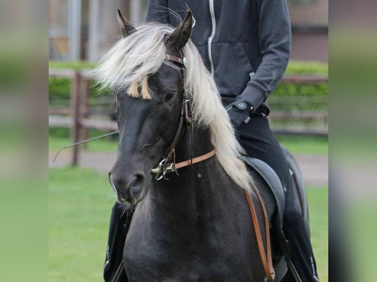 Rocky Mountain Horse Stallion 14 years 14.2 hh  in Sendenhorst