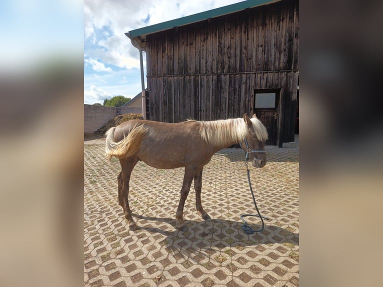 Rocky Mountain Horse Stallion 1 year 14,2 hh in Hillesheim