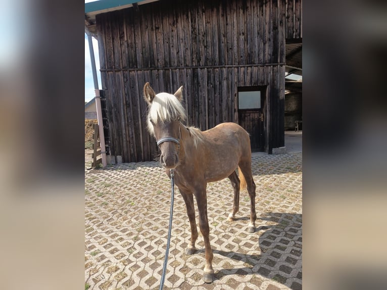 Rocky Mountain Horse Stallion 1 year 14,2 hh in Hillesheim