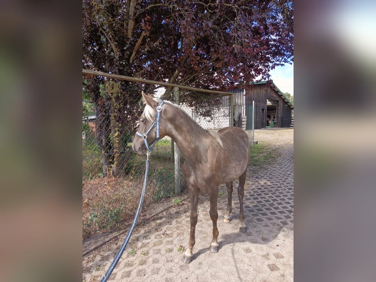 Rocky Mountain Horse Stallion 1 year 14,2 hh in Hillesheim