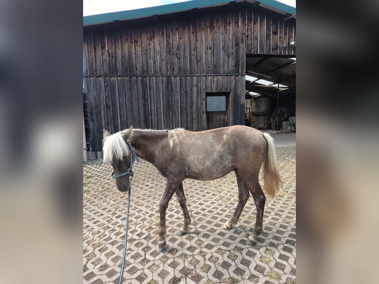 Rocky Mountain Horse Stallion 1 year 14,2 hh in Hillesheim